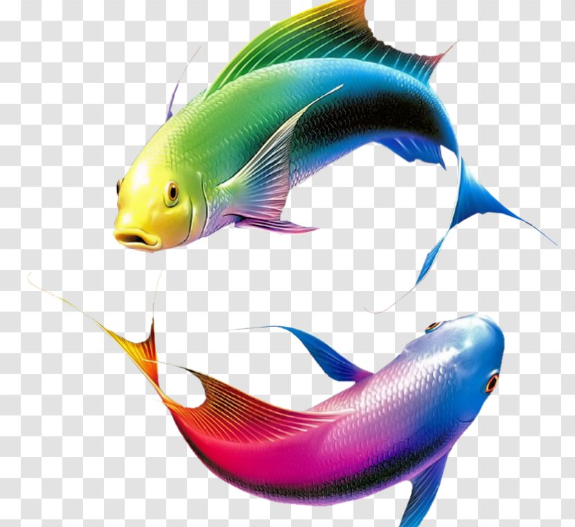 Fish Color Image Adobe Photoshop - Fin Transparent PNG
