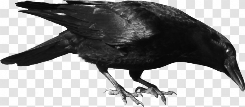 Common Raven Bird Clip Art - Crow Family - Image Transparent PNG