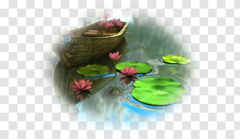 Water Lily Pond Lilium Nelumbo Nucifera Desktop Wallpaper - Flower Transparent PNG