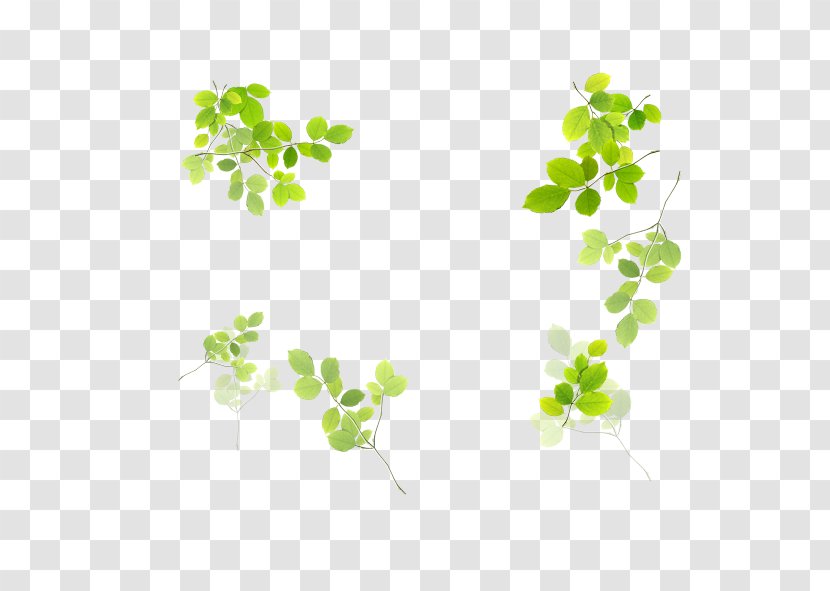 Clip Art - Point - Green Leaves Border Transparent PNG