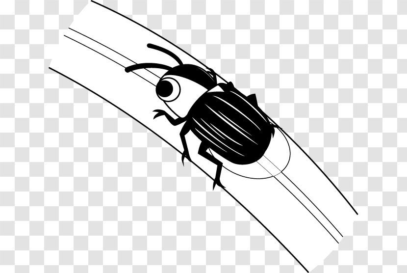 Insect Clip Art Firefly Illustration Design Transparent PNG