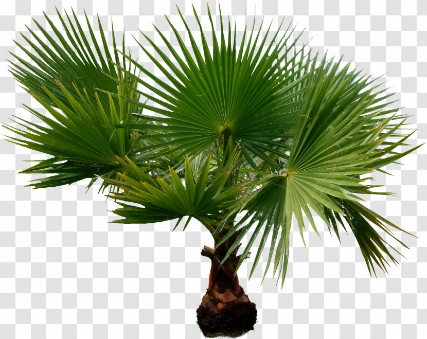 Arecaceae Houseplant Date Palms Tree - Plant - Palm Transparent PNG