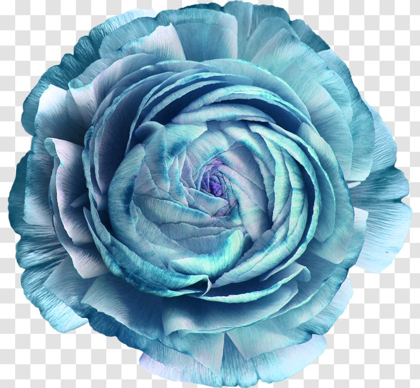 Garden Roses Blue Rose Cut Flowers - Rosa Centifolia - Flower Transparent PNG