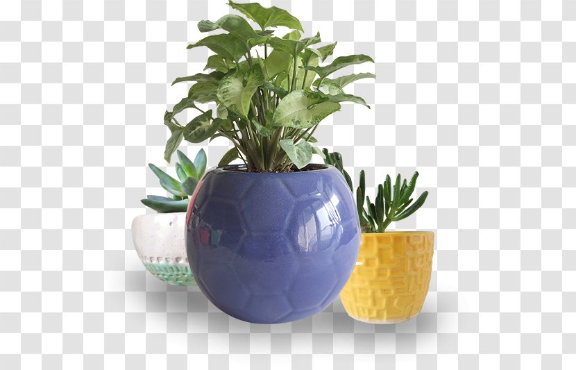Flowerpot Ceramic Plant Transparent PNG