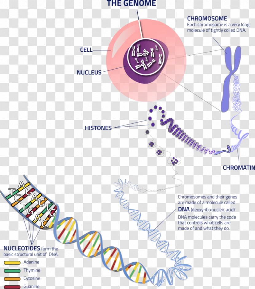 Chromosome Genetics Allele DNA - Tree - Cell Dna Transparent PNG