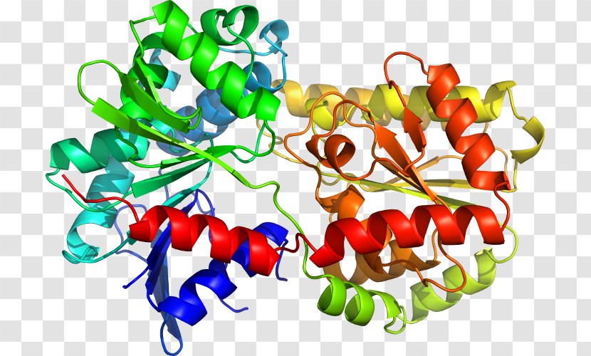 Chili Pepper Tryptophan Synthase Structural Biology Toll Structure - Shigatoxigenic And Verotoxigenic Escherichia Coli Transparent PNG