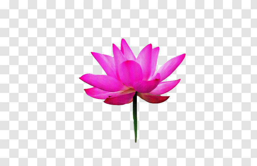 Lotus Transparent PNG