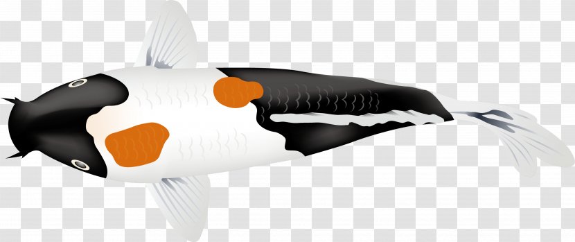 Koi Carp Fish - Anatomy - Adidas Superstar Illustration Transparent PNG