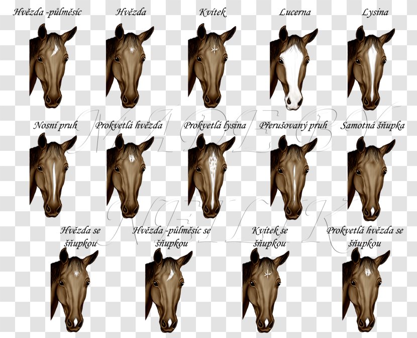 Cattle Goat Fauna Wildlife Jeffrey Horn - Fur Transparent PNG