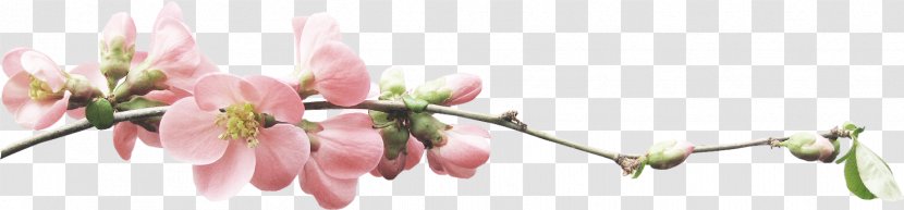Blossom Flower Transparent PNG