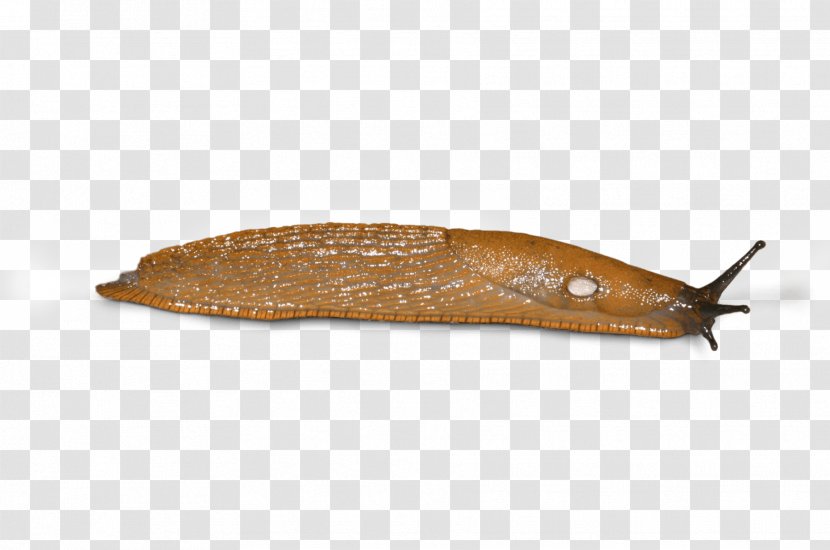 Slug Snail - Molluscs Transparent PNG