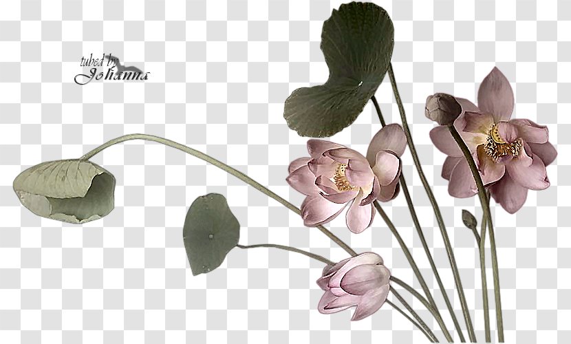 Ink Wash Painting Translation PlayStation Portable - Cut Flowers - Lotus Transparent PNG