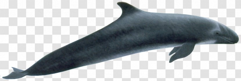 Common Bottlenose Dolphin Rough-toothed Tucuxi Wholphin Porpoise - Oceanic - Whale Transparent PNG