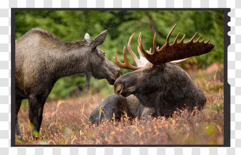 Deer Elk Antler Male Rut - Terrestrial Animal Transparent PNG