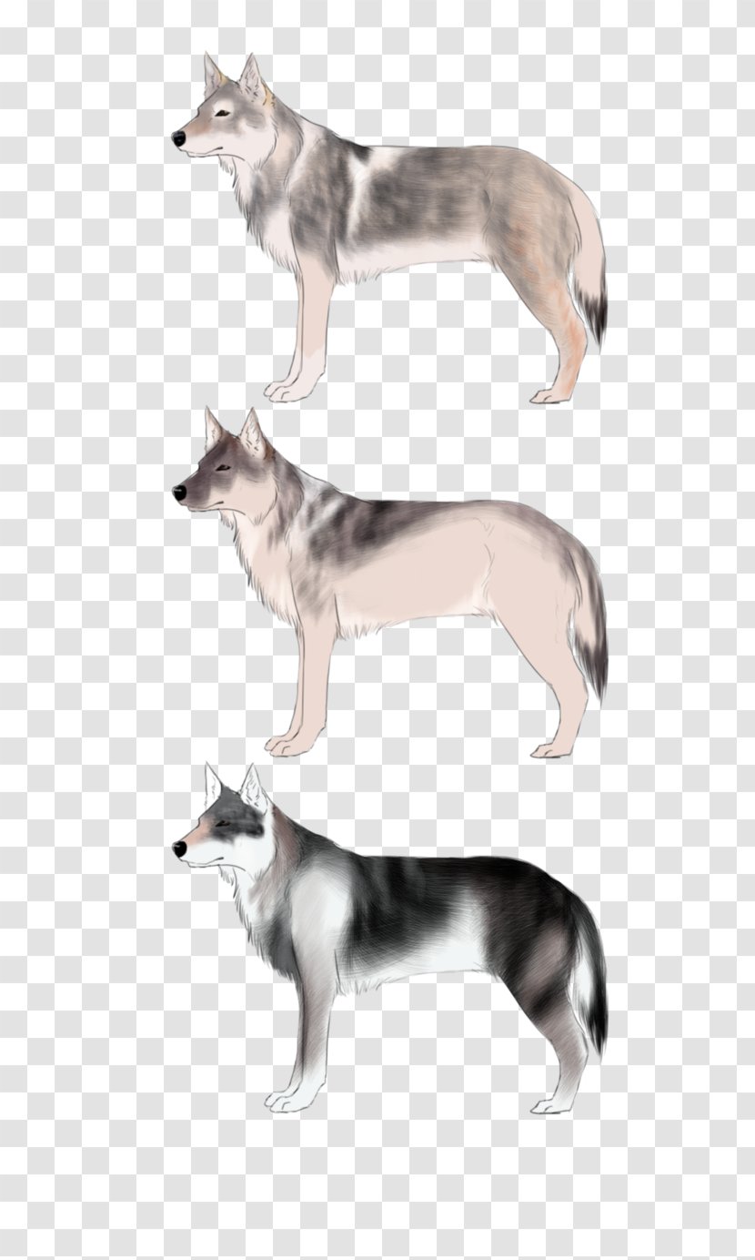 Saarloos Wolfdog Siberian Husky - Wolf - Czechoslovakian Transparent PNG