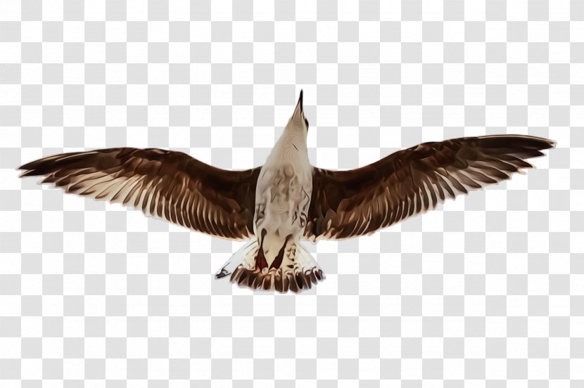 Bird Wing Beak Seabird Skua - Falconiformes Gull Transparent PNG