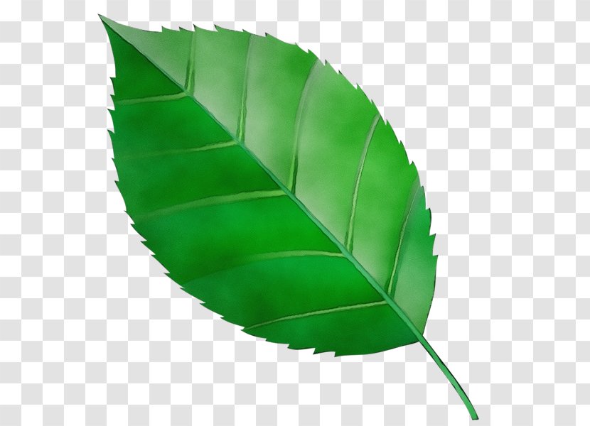 Banana Leaf - Watercolor - Feather Plant Transparent PNG