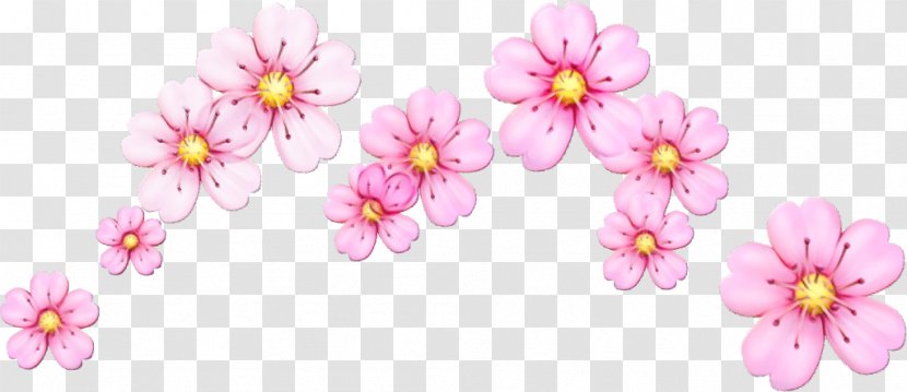 Cherry Blossom - Flowering Plant Wildflower Transparent PNG