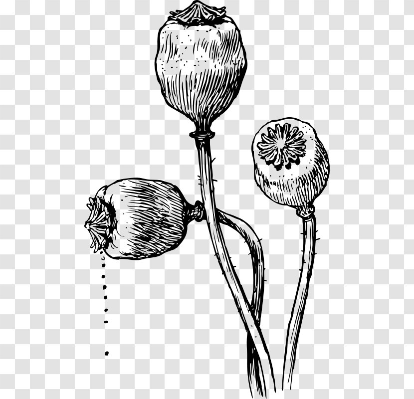 Poppy Seed Opium Clip Art - Monochrome Photography Transparent PNG