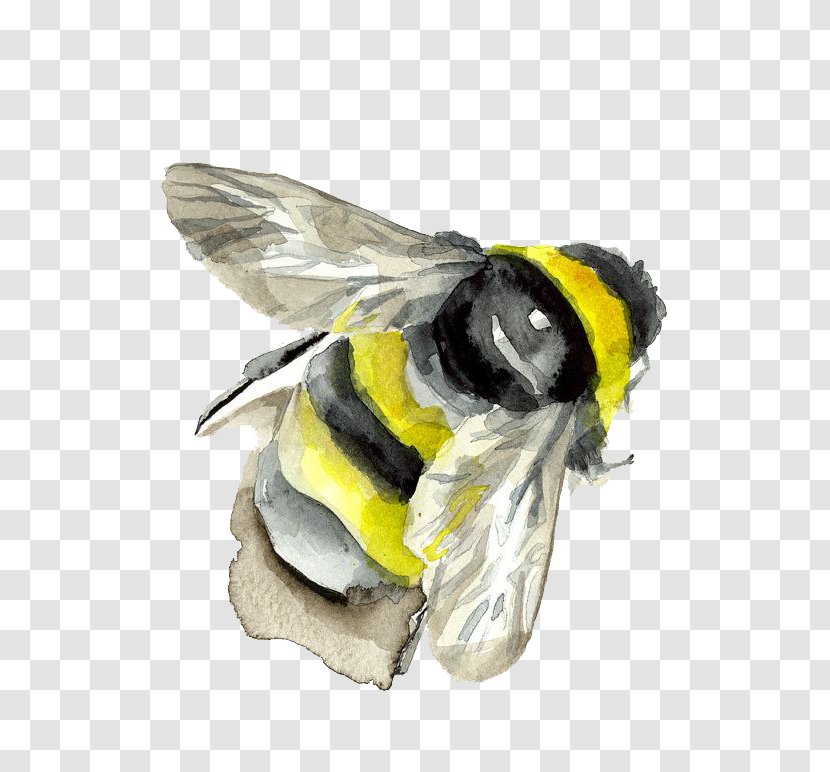 Bumblebee Insect Watercolor Painting - Pollinator - Bee Transparent PNG