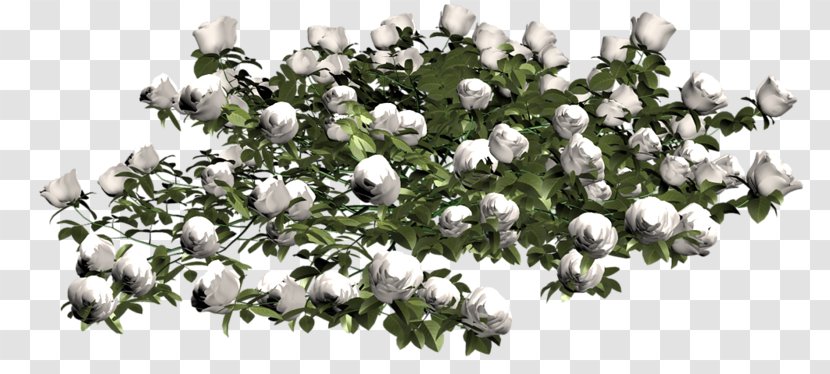 Cut Flowers Floral Design Garden Roses - Diary - Flower Transparent PNG