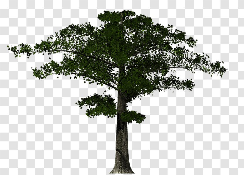 Tree Branch Trunk Pine Twig - Plants - Metalic tree Transparent PNG