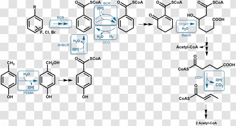 Aromatic Hydrocarbon Aromaticity Anaerobic Respiration Benzoyl Group Organism - Pathway Transparent PNG