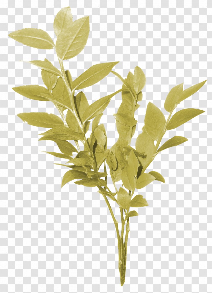 Green Tea Leaf Clip Art Transparent PNG