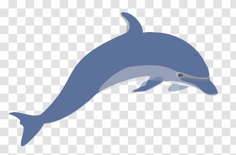Dolphin Clip Art - Mammal Transparent PNG