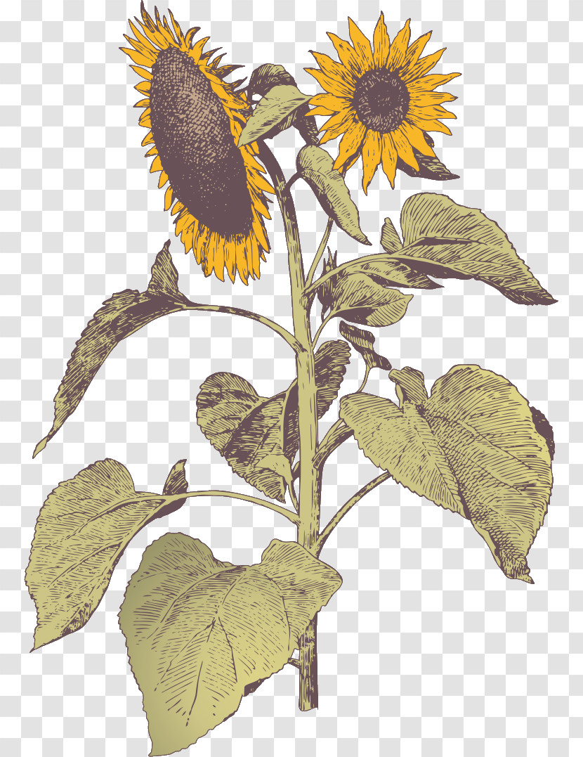 Sunflower Transparent PNG