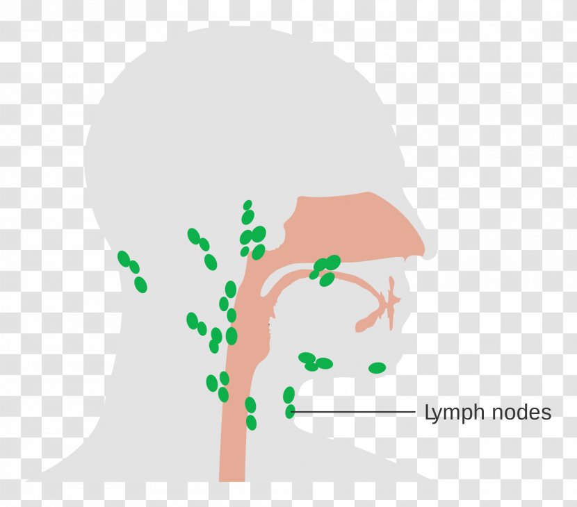 Cervical Lymph Nodes Human Body Head And Neck Anatomy - Flower - Tree Transparent PNG