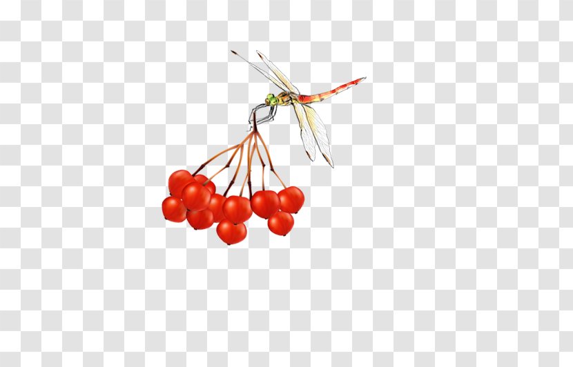 Cherry Fruit - Food - Dragonfly Red Picking Transparent PNG