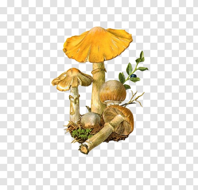 Edible Mushroom Fungus Amanita Muscaria Suillus Luteus - Silhouette Transparent PNG