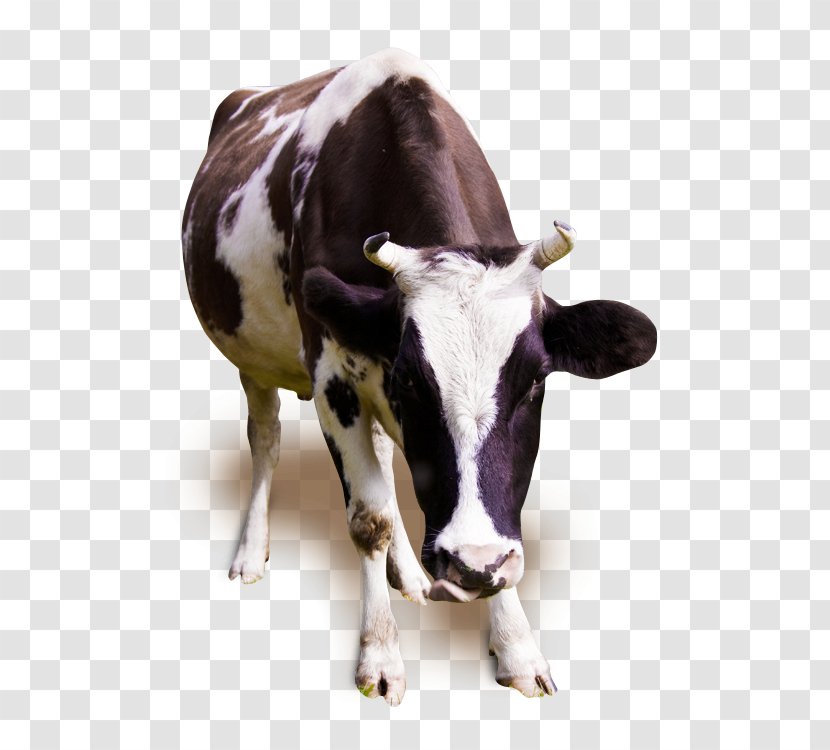 Holstein Friesian Cattle Jersey Milk Dairy Ox - Like Mammal - Cow Transparent PNG