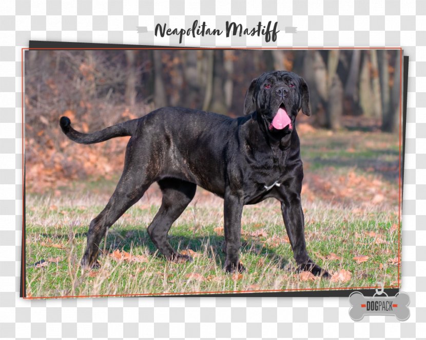 Neapolitan Mastiff English Cane Corso Bulldog St. Bernard - Dog Crossbreeds - Great Dane Transparent PNG