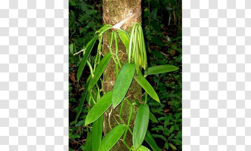 Flat-leaved Vanilla Orchids Seed Benih - Flora Transparent PNG