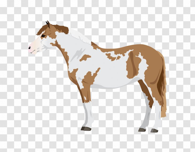 Pony Mustang Stallion Foal Sorrel - Horse Gait Transparent PNG