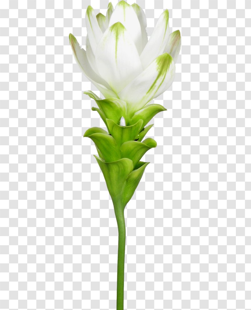Cut Flowers Bud Plant Stem Flowerpot Petal - Curcuma Caesia Transparent PNG