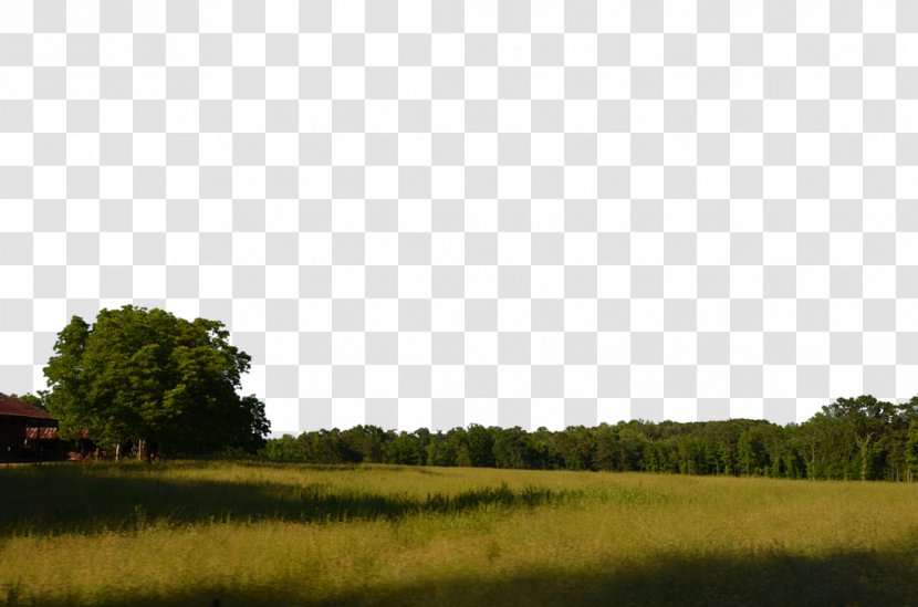 Desktop Wallpaper Tree - Forest Transparent PNG