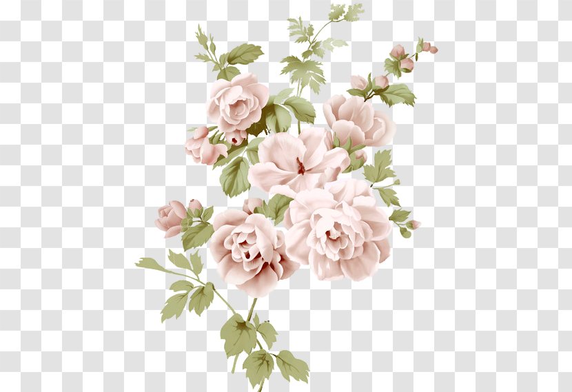 Garden Roses Cabbage Rose Cut Flowers Floral Design Flower Bouquet - Family Transparent PNG