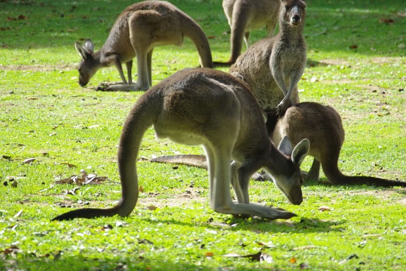 Red Kangaroo Western Grey Eastern Koala Bennett's Tree-kangaroo - Marsupial Transparent PNG