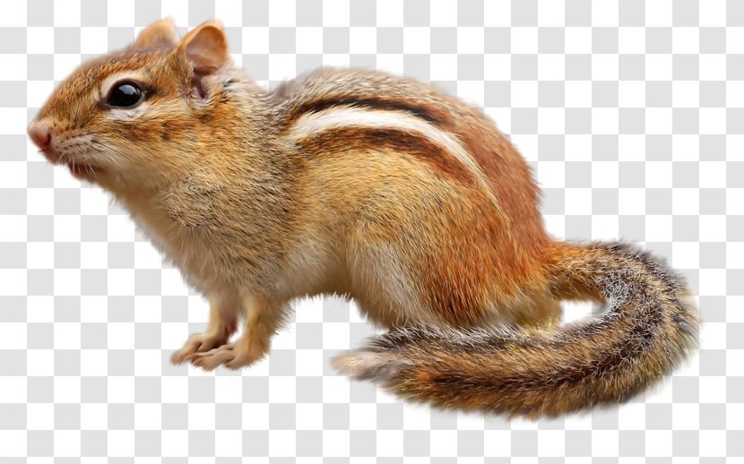 Chipmunk Squirrel Download - Cute Little Transparent PNG