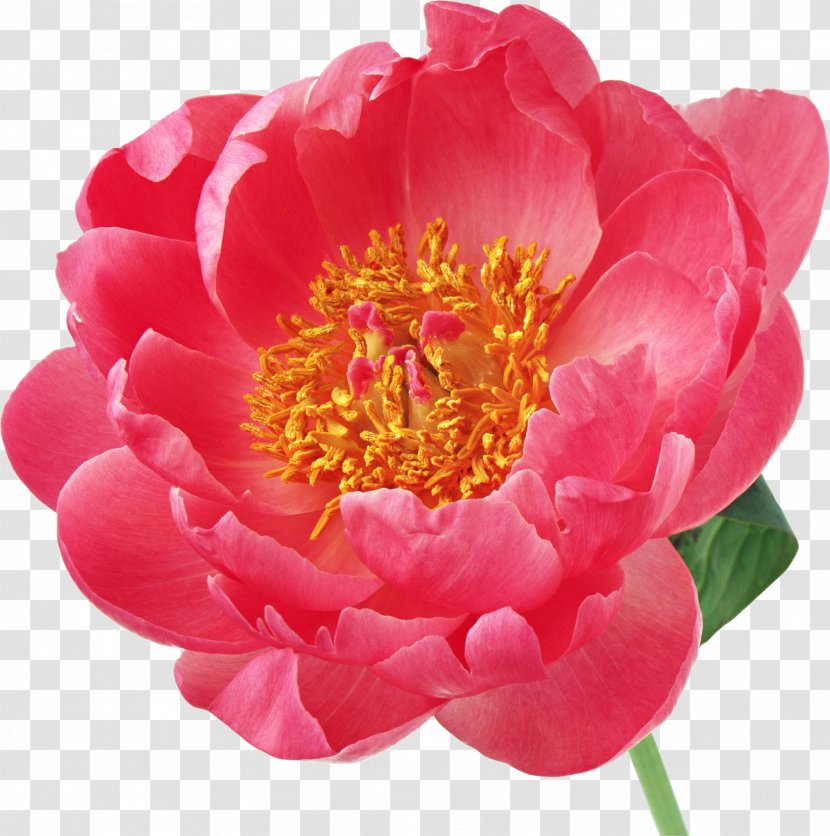Peony Flower Desktop Wallpaper Clip Art - Rose Transparent PNG
