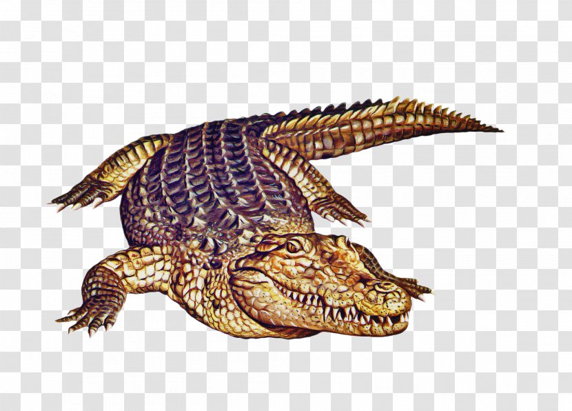 Turtle Drawing - American Alligator - Claw Animal Figure Transparent PNG