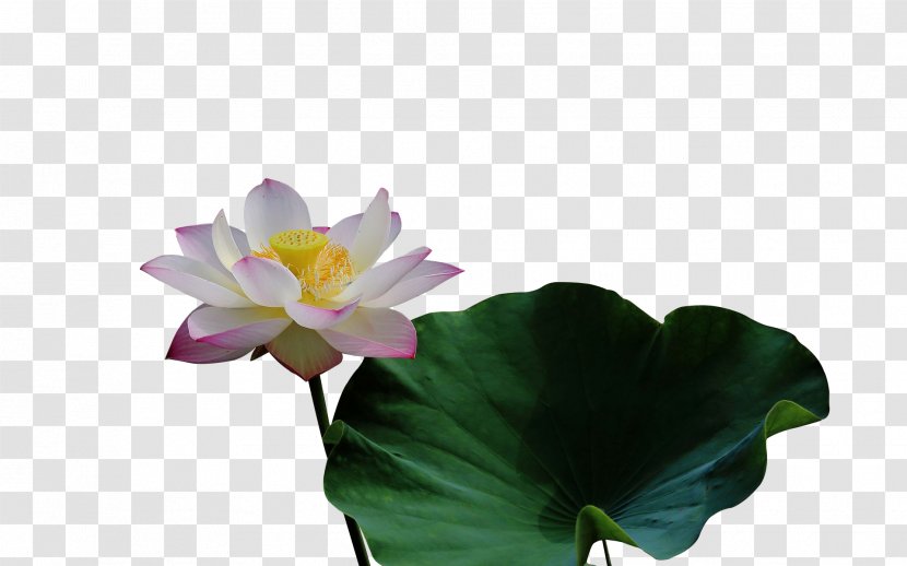 Nelumbo Nucifera Leaf Lotus Effect - Family - On The Transparent PNG