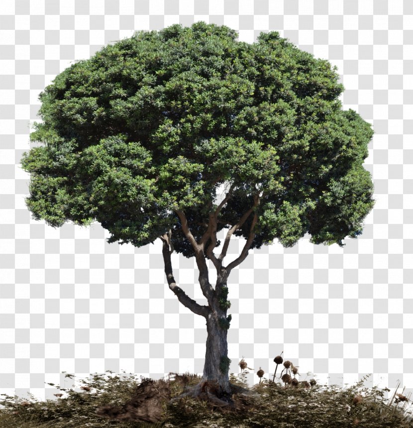 Tree Woody Plant Snag Transparent PNG