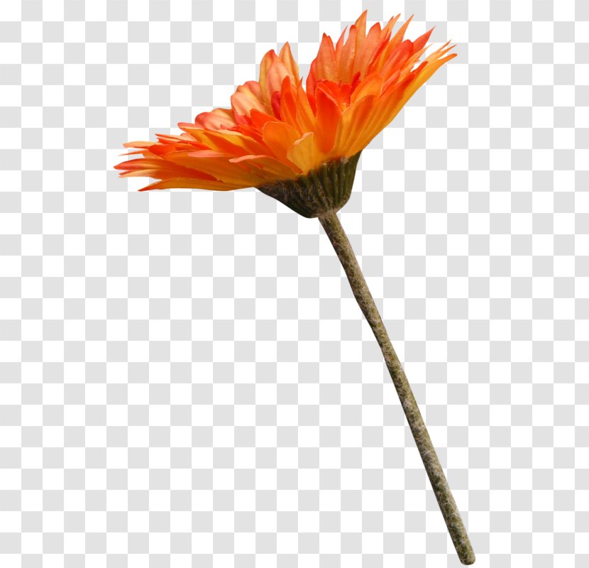 Transvaal Daisy Cut Flowers Chrysanthemum - Plants - Plant Stem Transparent PNG