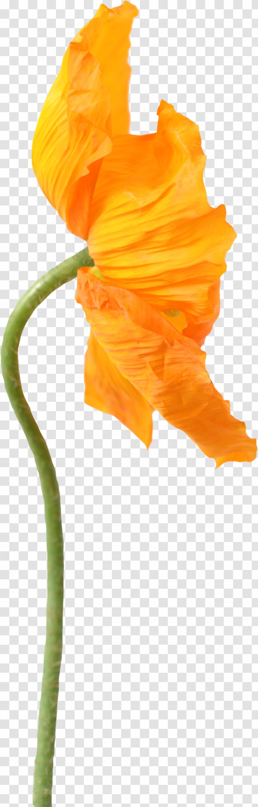 Common Poppy Flower Stock Photography - Orange Transparent PNG