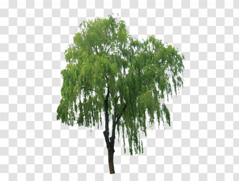 Salix Alba Branch Tree Bark Extract - Grass - Tree, Trees, Taobao Creative, Green Trees Transparent PNG