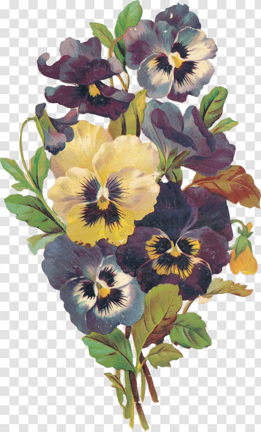 Pansy Flower Violet Blume - Family Transparent PNG